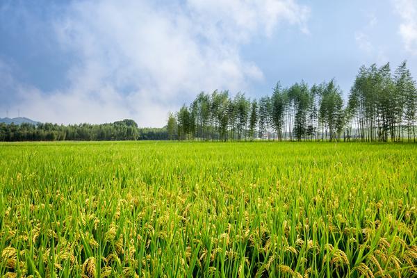 农业公司市场需求情况表格：概述与分析 图1